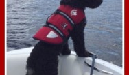 buster on boat ride at lake muskoka