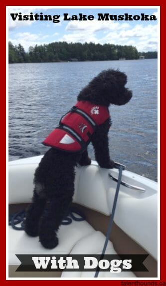 buster on boat ride at lake muskoka