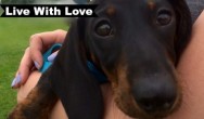 dachshund looks into camera