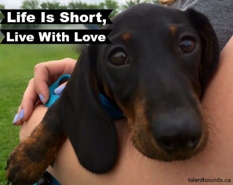 dachshund looks into camera