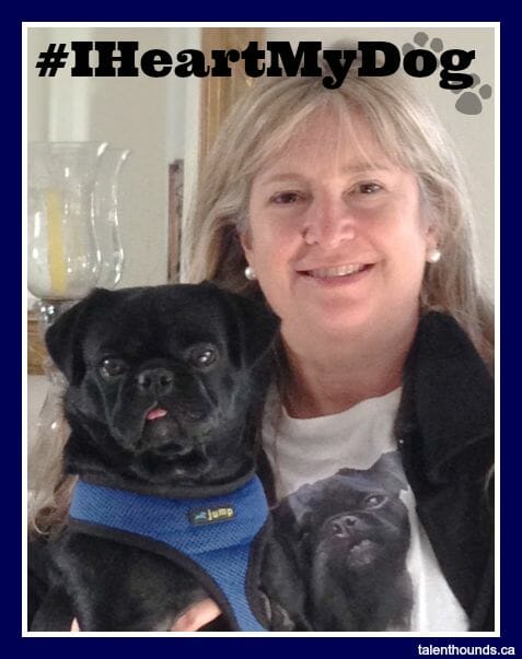 Kilo the Pug and Susie for #IHeartMyDog