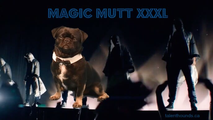 Magic Mutt XXXL