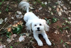 Maya the maltipoo ready for action