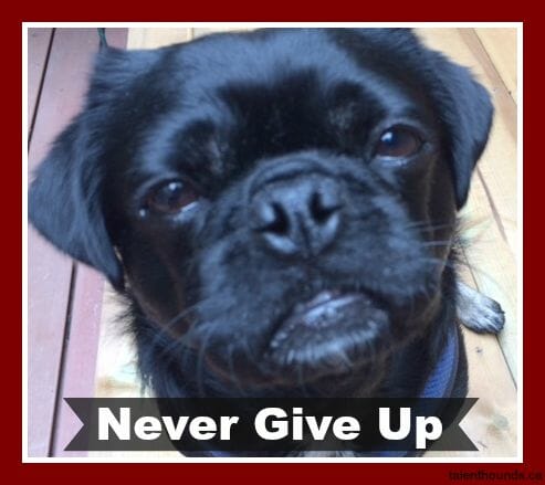 Kilo the Pug says "Never Give Up"