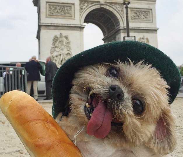Marnie the Dog in france