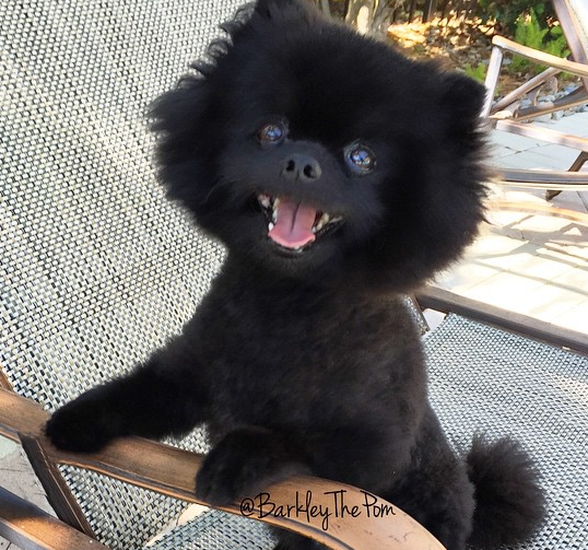 Barkley The Pom sitting on chair