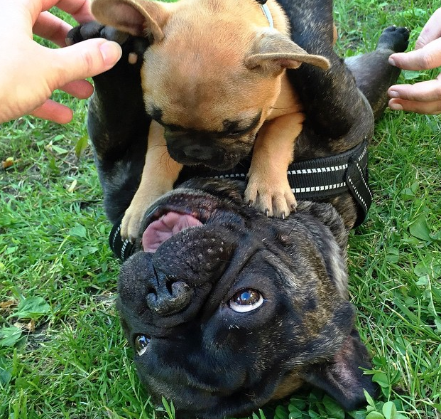 boss frenchbulldog plays with puppy