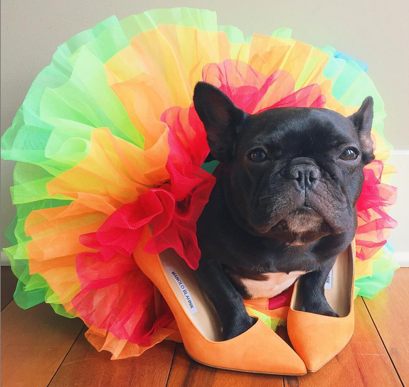 Trotter in tutu and heels