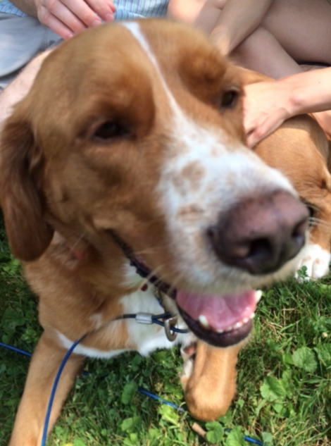 Hal the rescue dog