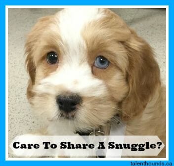 adorable puppy May wants to Snuggle