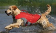 Dog in Surf_N_Turf_Life jacket in water