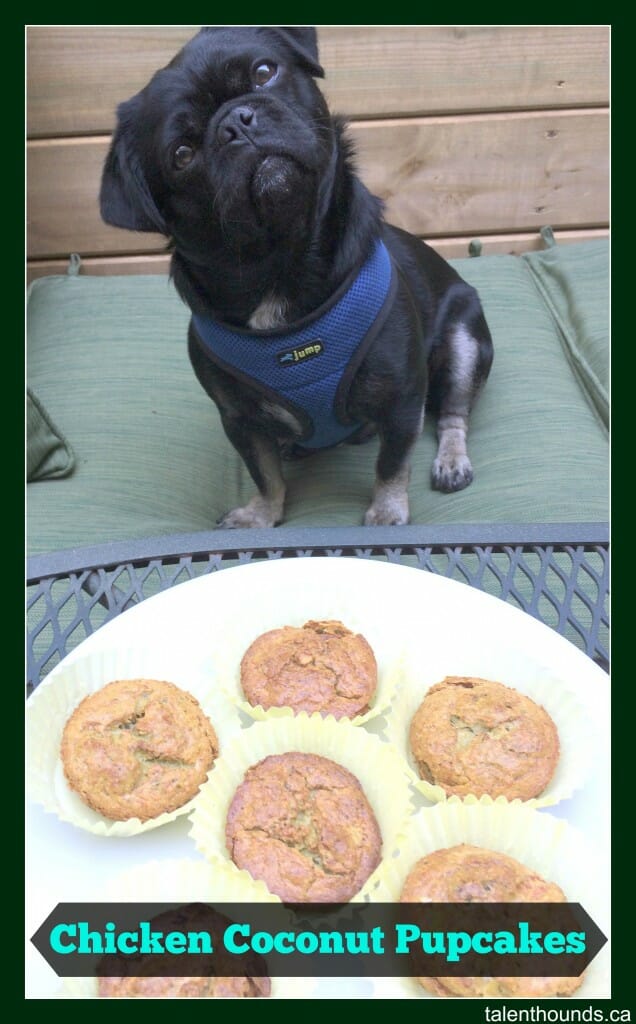 Kilo doing a head tilt with pupcakes