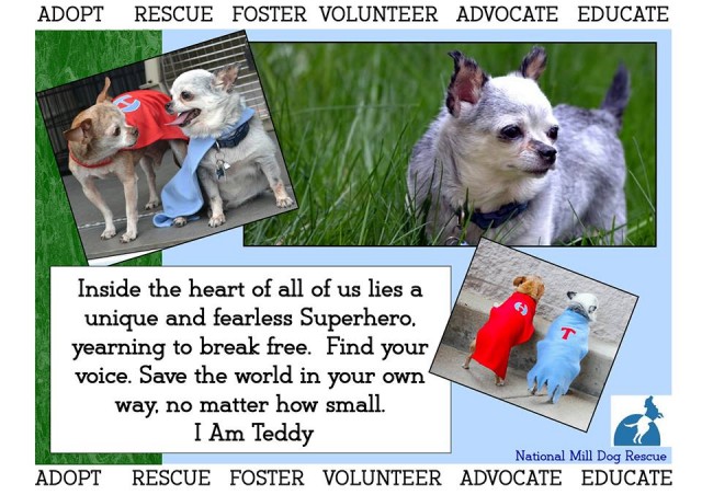 Teddy the rescue poster