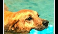 Golden retriever swimming in water