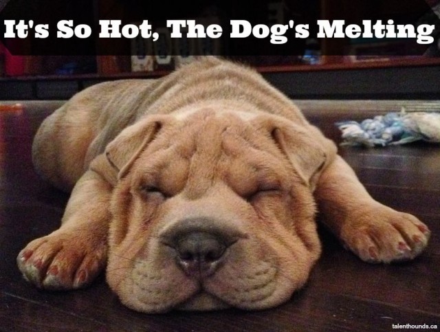 The Dog Is Melting meme