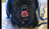 Kilo the Pug under blanket for tongue out tuesday