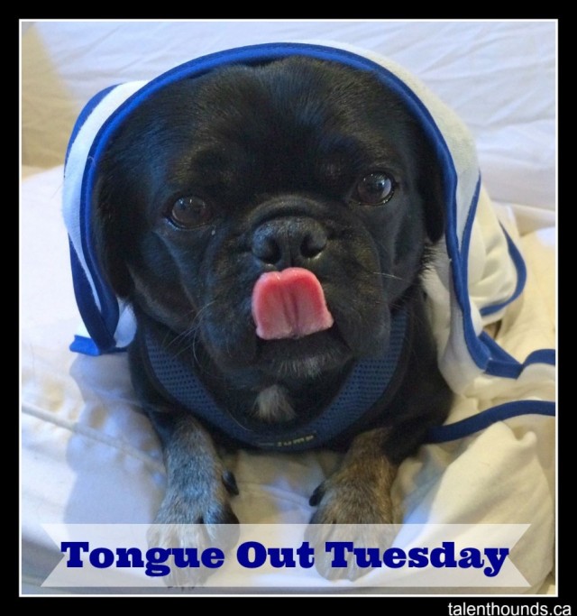 Kilo the Pug under blanket for tongue out tuesday