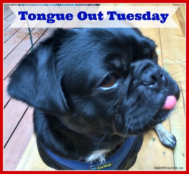 Kilo the Pug for Tongue Out Tuesday