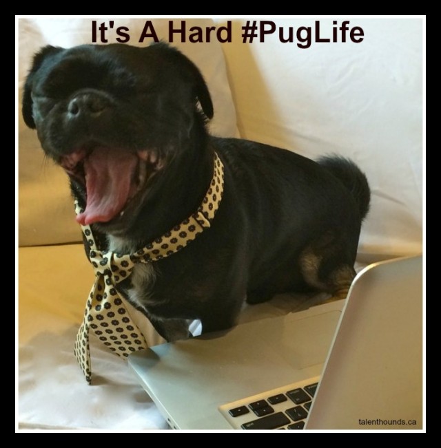Hard Knock Life For Kilo the Pug