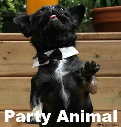 party animal Kilo the pug dances