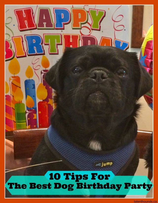 Kilo the pug shares 10 tips for the best dog birthday party