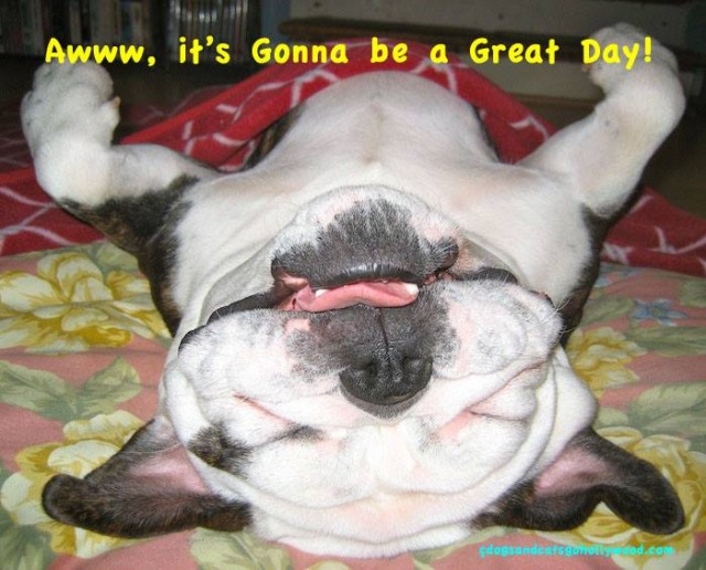 upside down bulldog smiling with tongue out tuesday