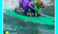 8 Incredible Videos of Dogs Surfing with Coppertone