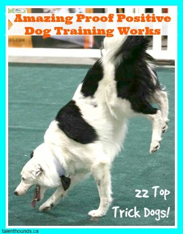 Amazing Proof Positive Dog Training Works- Hero the Border Collie does a paw stand