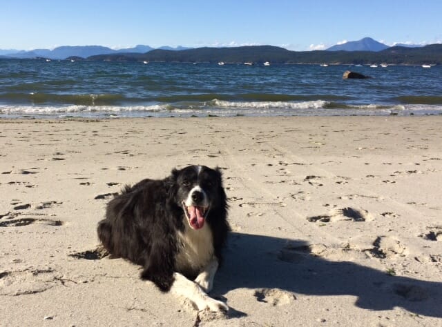 Border Collie next door