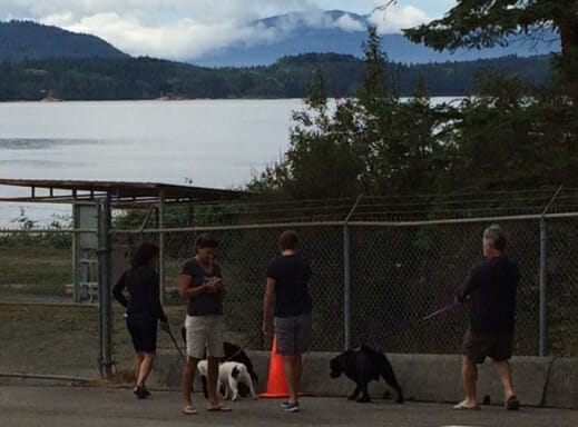 Dogs waiting for ferry