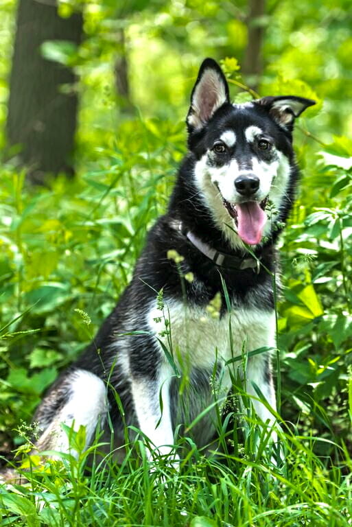 Laika sitting in grass