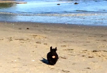black westie running on beach