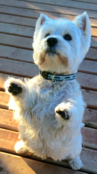 White westie dog standing