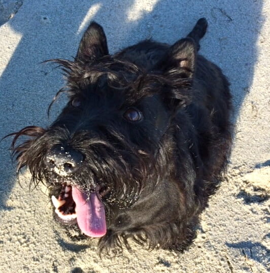 black westie with tongue out and sandy face