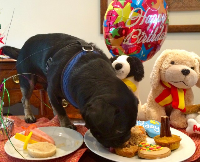 Kilo eating his bday treats