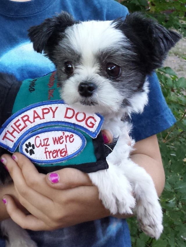 Gizmo the tiny Therapy Dog-640x848