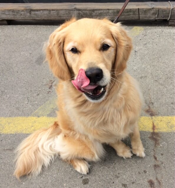 Golden TOT