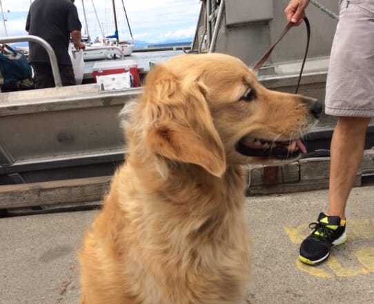 Golden water taxi