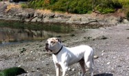 white dog on beach looking out to sea