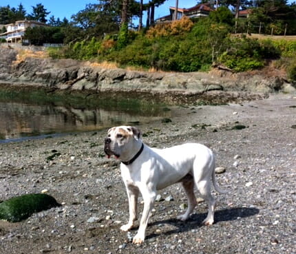 American bulldog Buster on beach looking out to sea