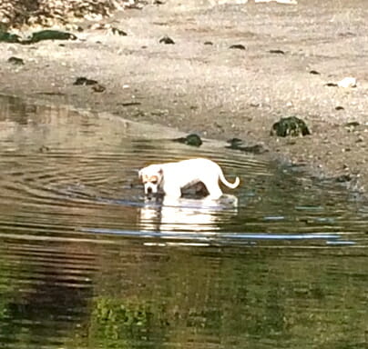 American bulldog Buster standing in water