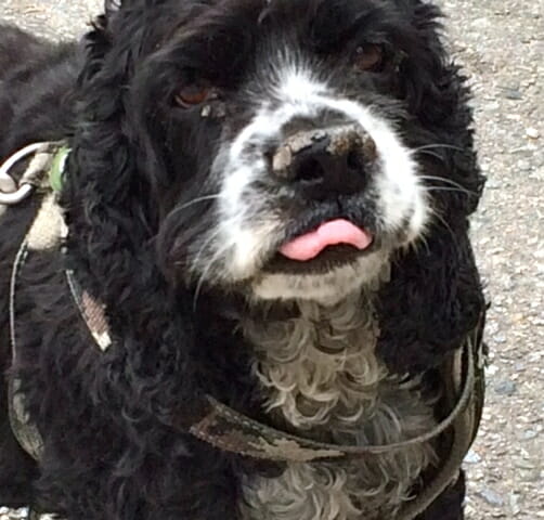 cocker spaniel with tongue out