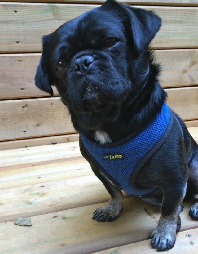 Kilo the Pug serious about harnesses