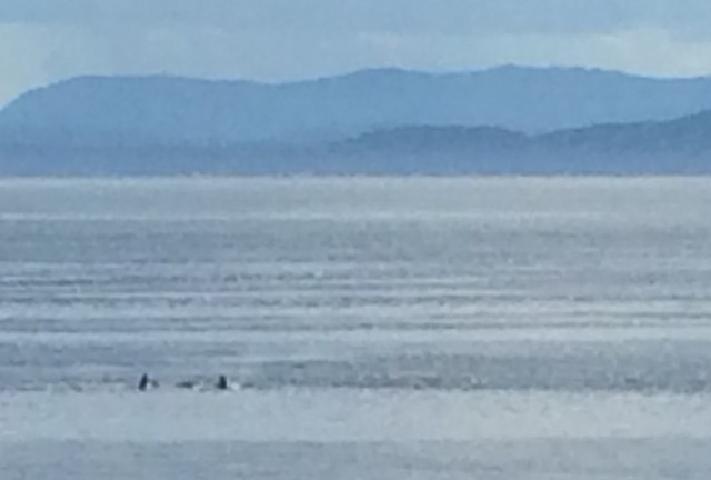 Orcas off ferry