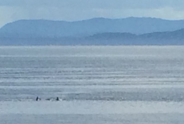 Orcas off ferry