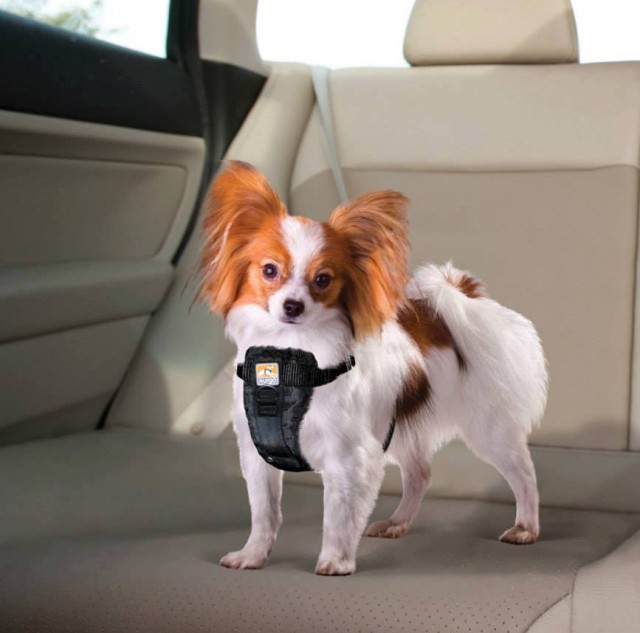 Pom dog in Kugo car harness