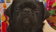 Kilo the Pug close up on Birthday