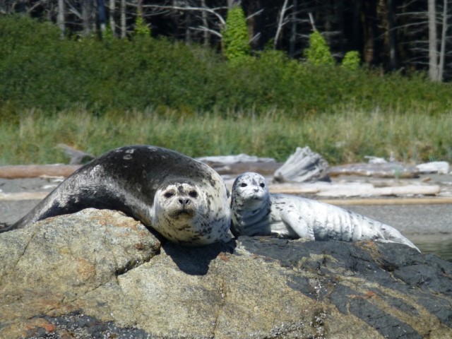 Seals in the sun