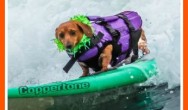 Coppertone on surfboard