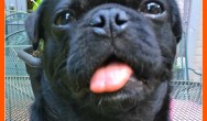 Kilo the Pug for TongueOutTuesday